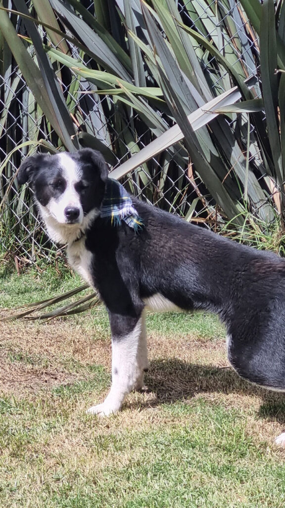 Adopta un perro en Cajicá