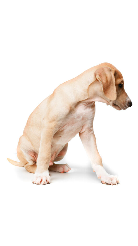 perrito cachorro en fondo blanco