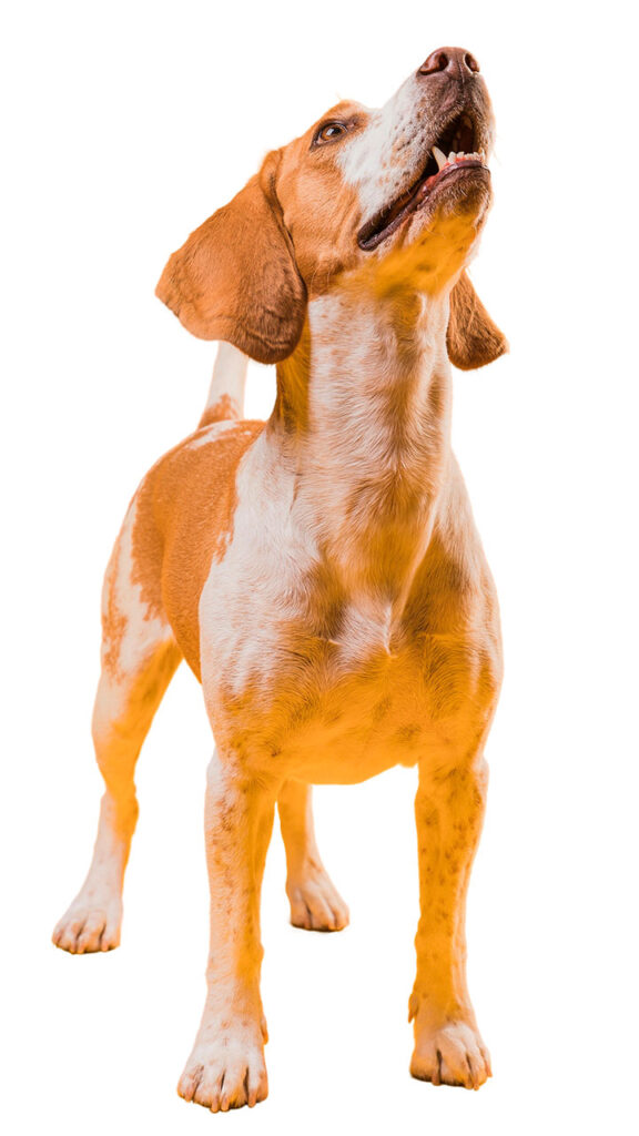 Perro de raza Beaugle de edad mayor
