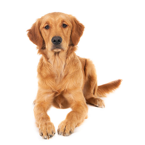 perro de raza golden mayor