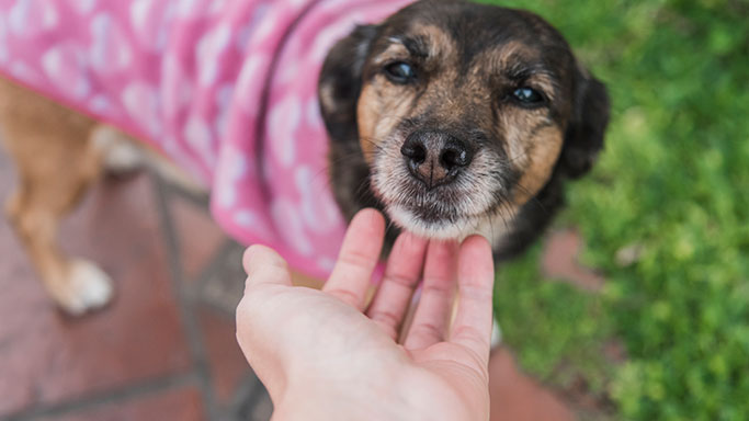 Tenencia responsable para con los animales